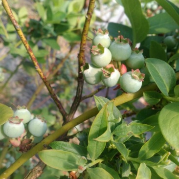 兔眼蓝莓鲜果10~12mm以上
