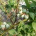 兔眼蓝莓鲜果10~12mm以上