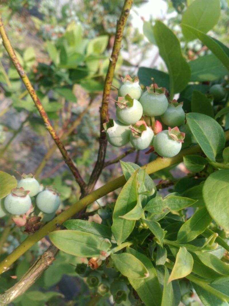 兔眼蓝莓鲜果10~12mm以上