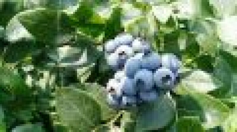 兔眼蓝莓鲜果10~12mm以上