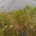 兔眼蓝莓鲜果10~12mm以上