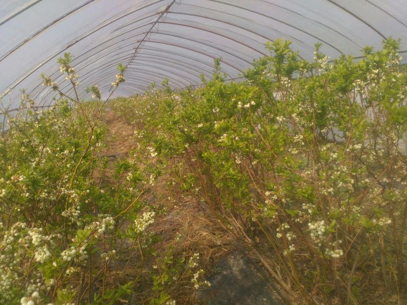 兔眼蓝莓鲜果10~12mm以上