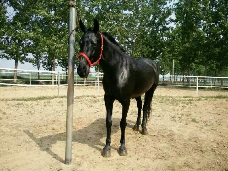 半血马400~500kg
