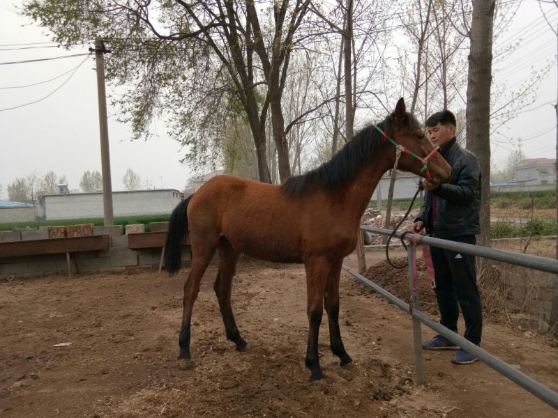 半血马400~500kg