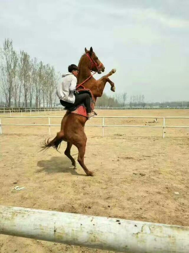 半血马400~500kg