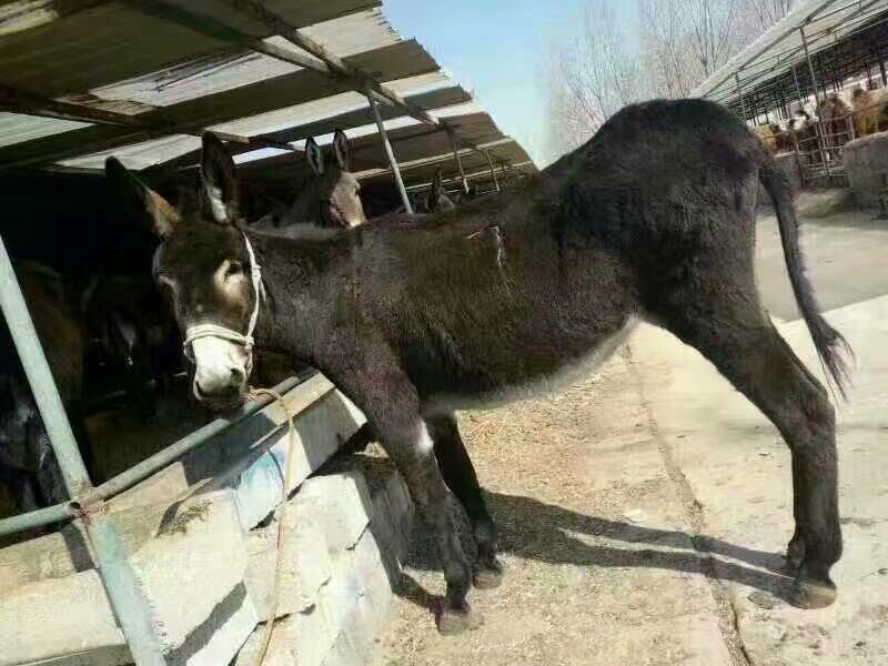 肉驴，改良驴，庆阳驴，德州驴全国发货，货到付款