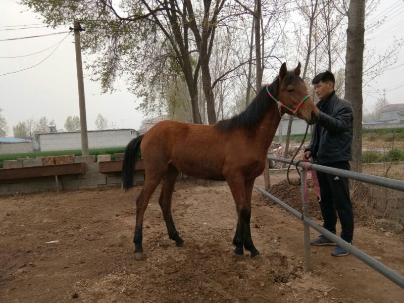 伊犁马300~400kg