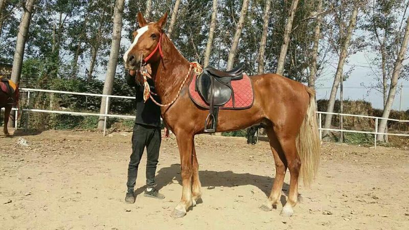 伊犁马300~400kg