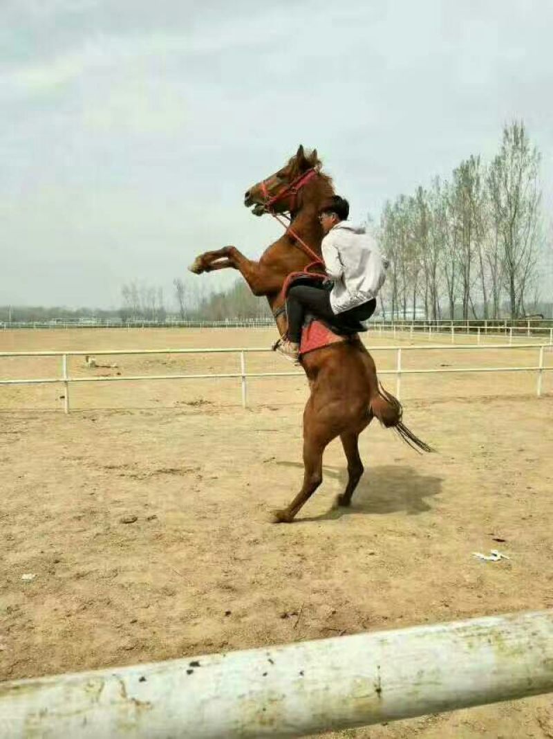 伊犁马300~400kg