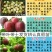 百香果苗30~50cm