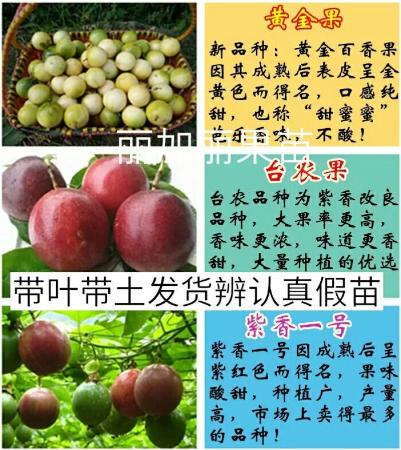百香果苗30~50cm