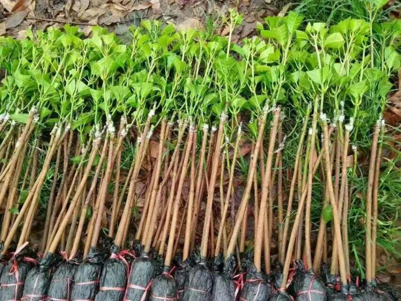 金煌芒树苗1m以下