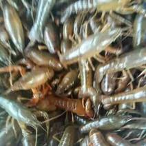 小龙虾藕塘套养种苗活虾
