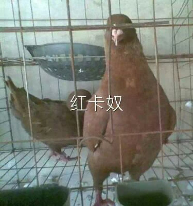 元宝鸽母