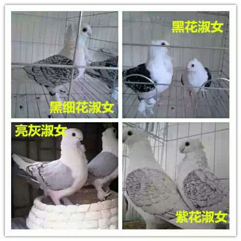 元宝鸽母