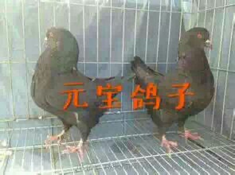 元宝鸽母
