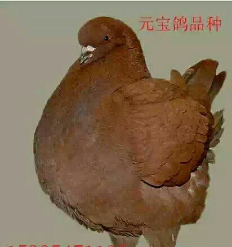 元宝鸽母