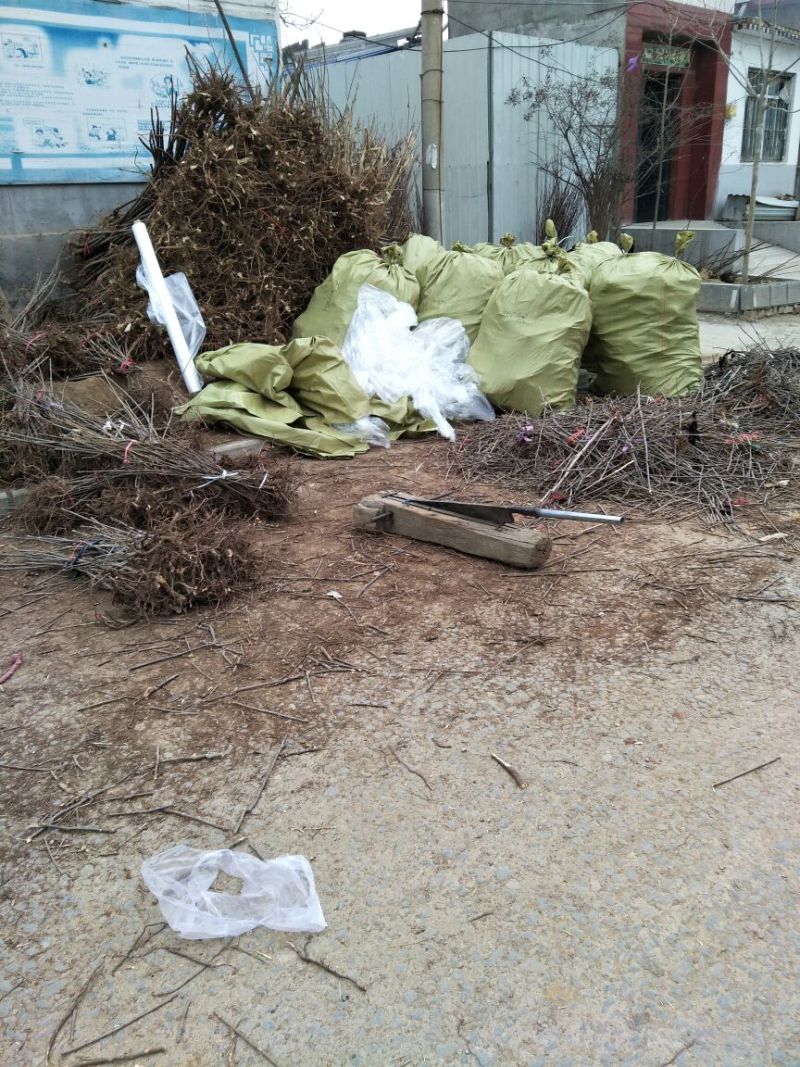 红油香椿树30~50cm