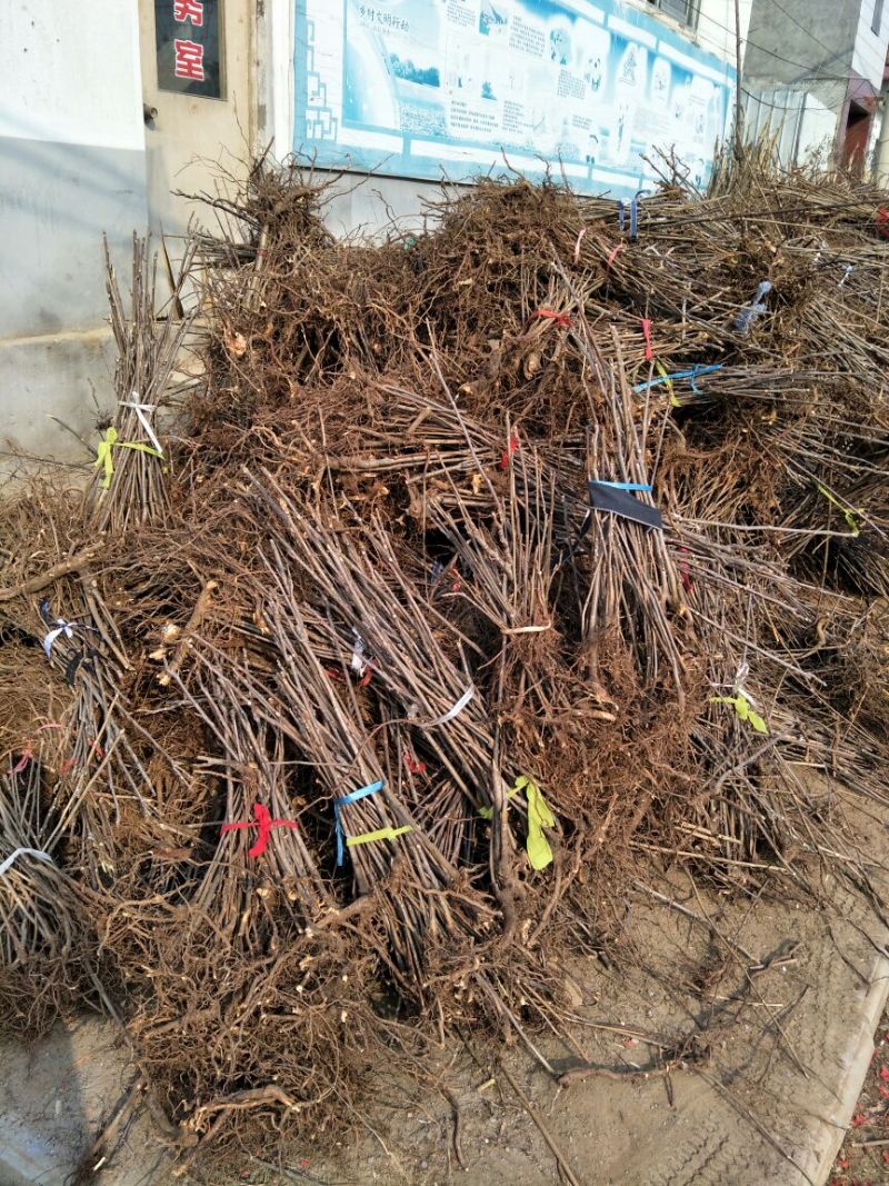 红油香椿树30~50cm