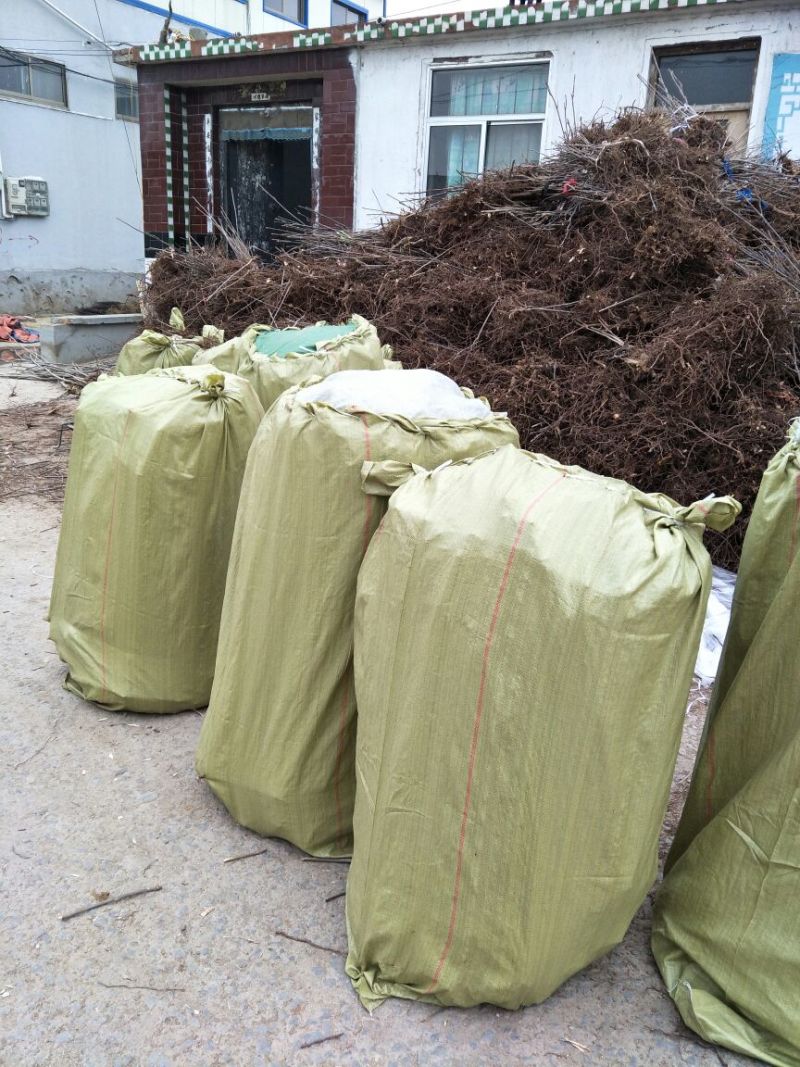 红油香椿树30~50cm