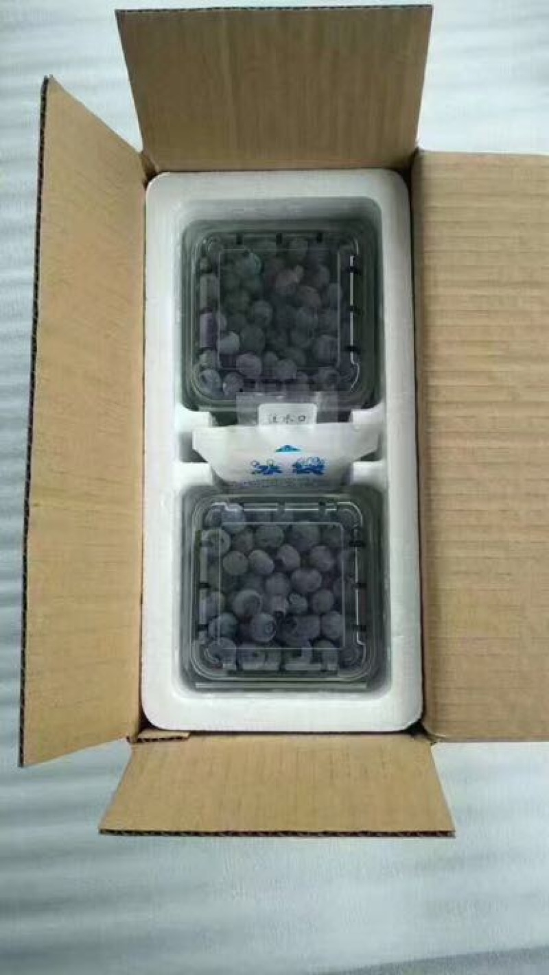 蓝丰蓝莓
