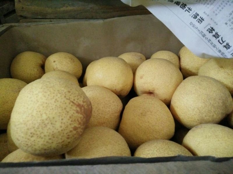 酥梨60~100g膜袋