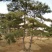 造型松14公分