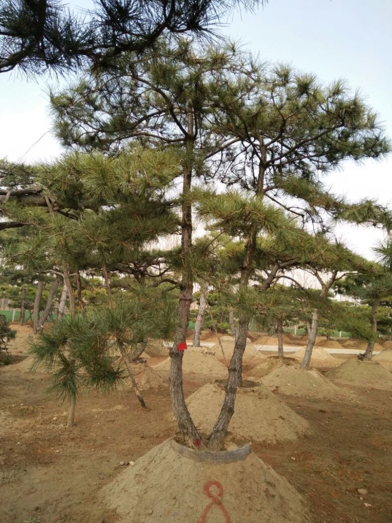 造型松14公分