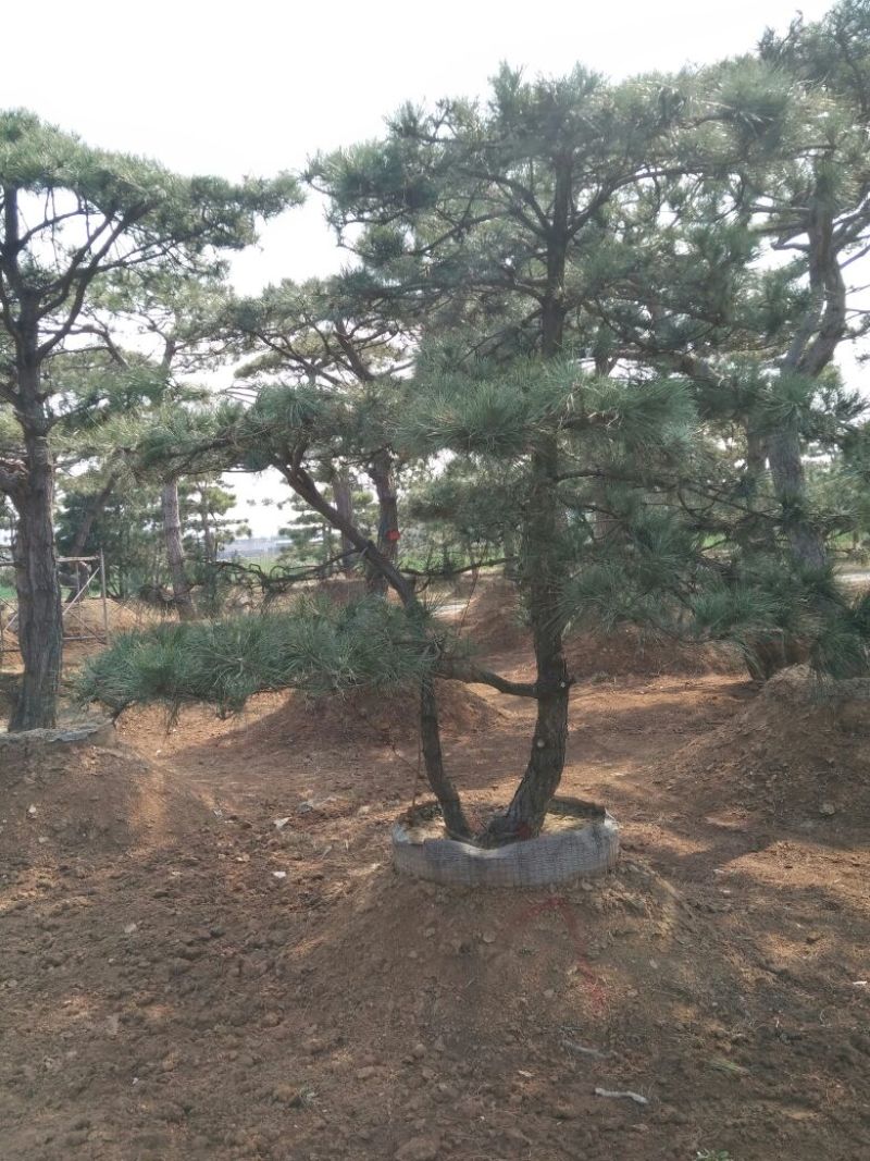 造型松14公分