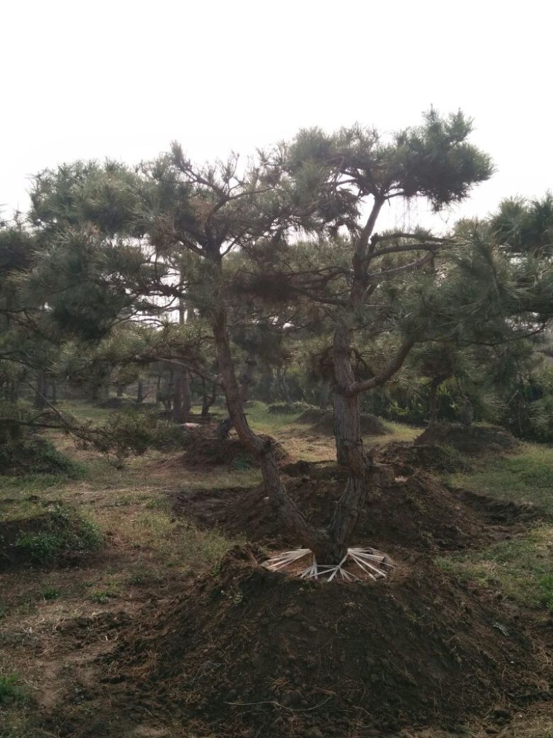 造型松14公分