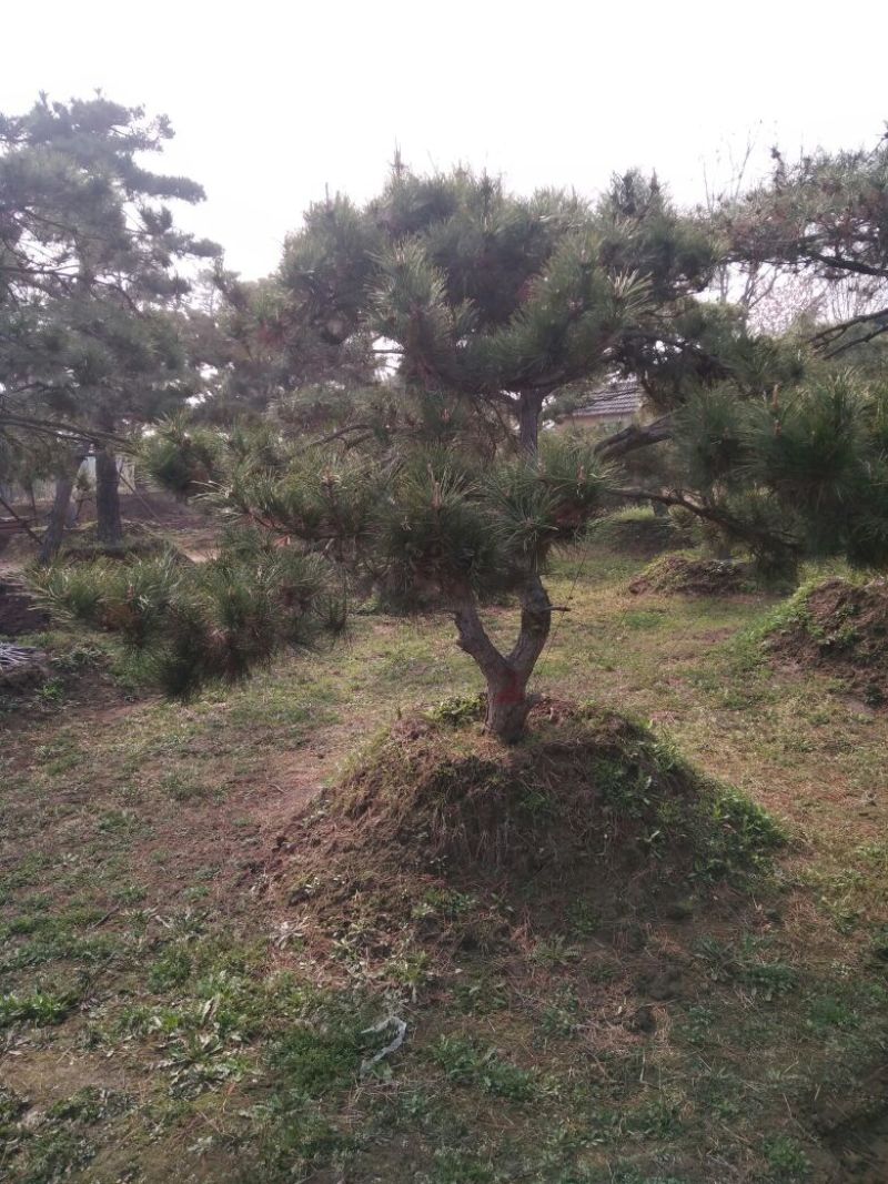 造型松14公分