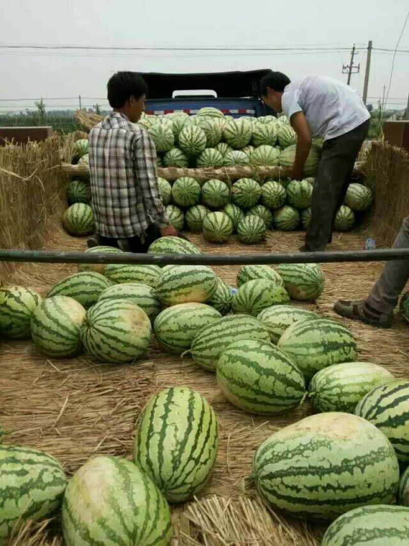 金城5号西瓜15斤打底9成熟1茬
