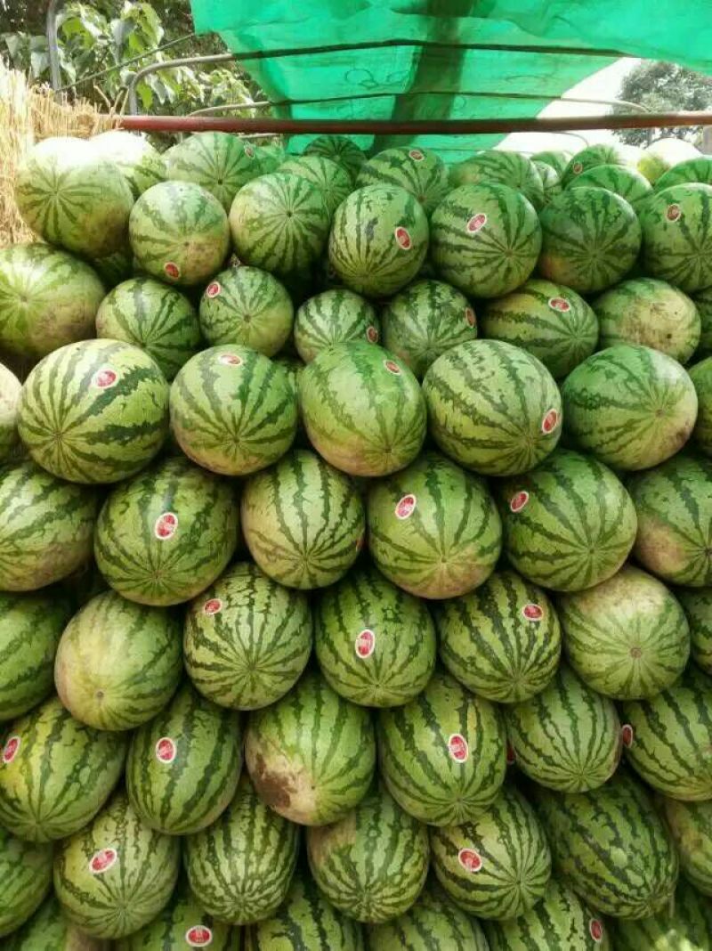 金城5号西瓜15斤打底9成熟1茬