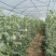 938.3斤打底9成熟一茬