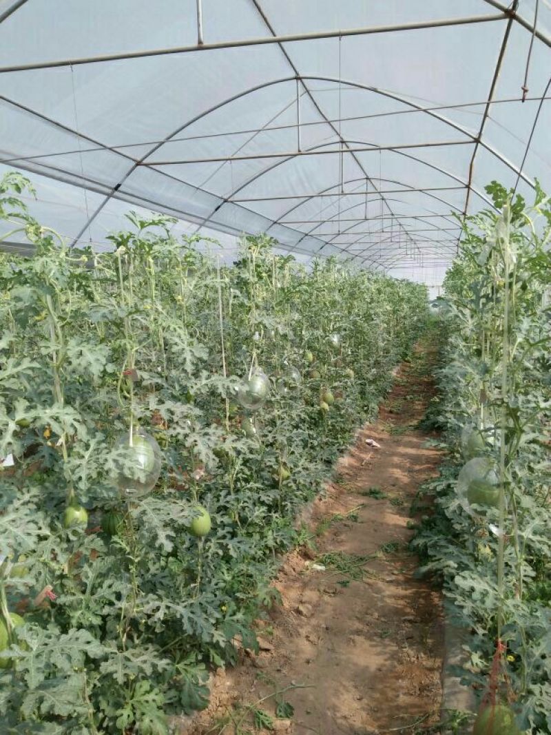 938.3斤打底9成熟一茬