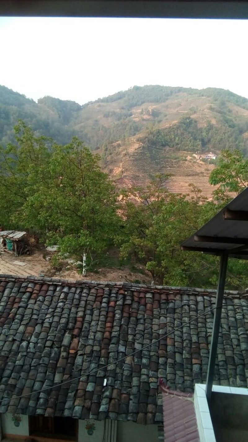 古树普洱茶一级