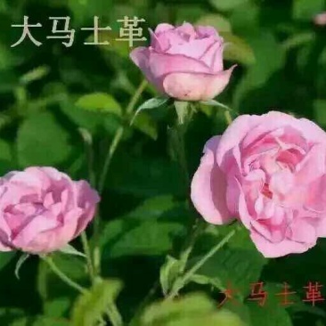 大马士革玫瑰苗10cm以下
