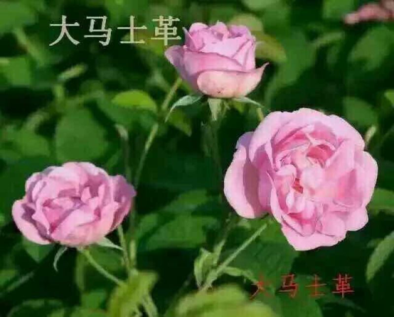 大马士革玫瑰苗10cm以下