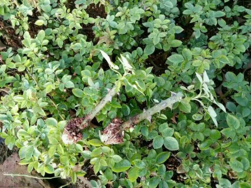 大马士革玫瑰苗10cm以下