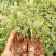 大马士革玫瑰苗10cm以下