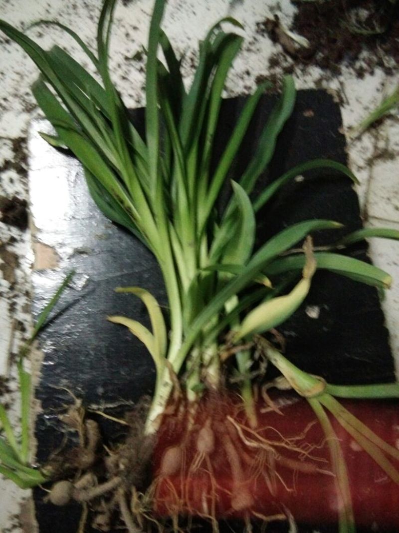 黄花菜种苗30~50cm