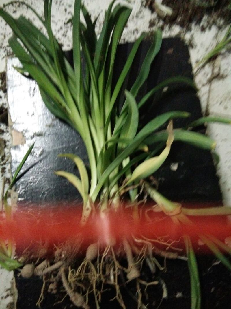 黄花菜种苗30~50cm