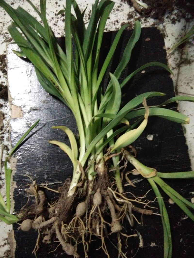 黄花菜种苗30~50cm
