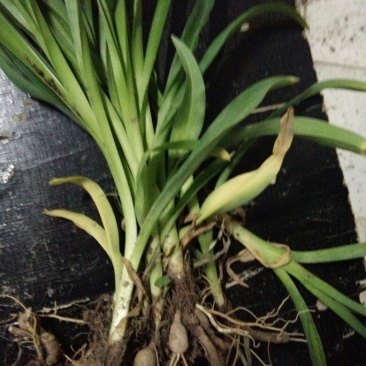 黄花菜种苗30~50cm