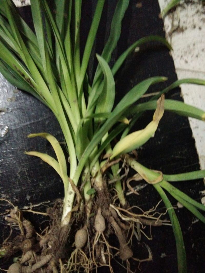 黄花菜种苗30~50cm