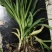 黄花菜种苗30~50cm
