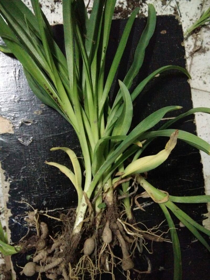 黄花菜种苗30~50cm
