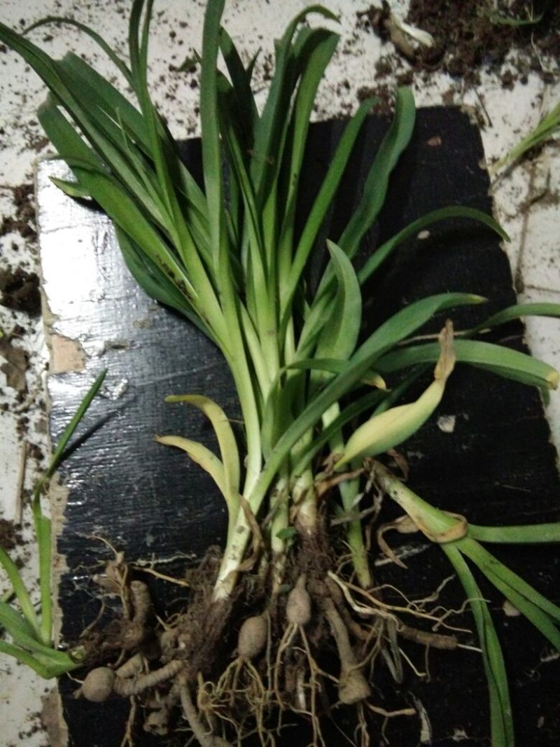 黄花菜种苗30~50cm