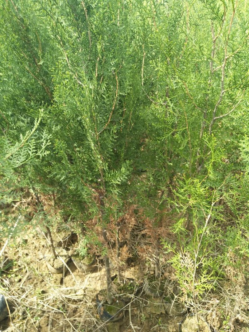 圆枝侧柏苗30~40cm