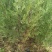 圆枝侧柏苗30~40cm